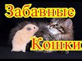 Забавные кошки. Позитив. Создай себе хорошее настроение