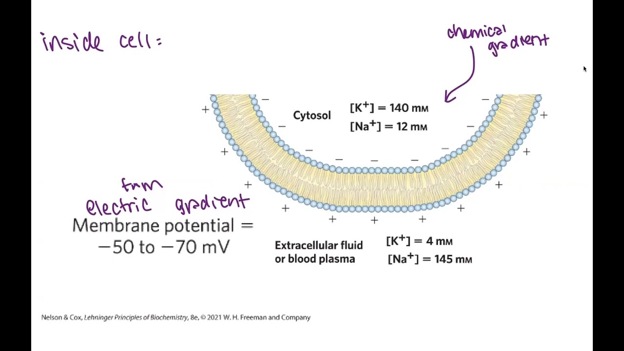 Membrane transport biochemistry - gradients, potential, & active vs passive transport