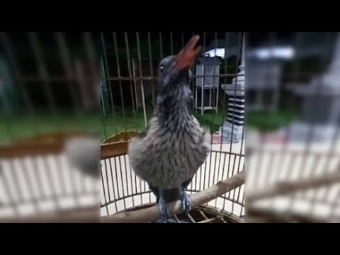Kicauan Kepodang Coklat Gaya Agresif By Top Kicau