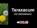 How to pronounce Taraxacum (CORRECTLY!)