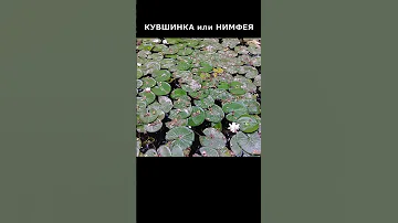 💮 КУВШИНКА или НИМФЕЯ. Теперь я знаю как она растёт и цветет в воде из реальной жизни.