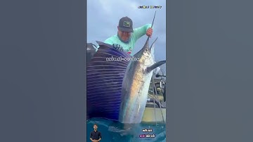 Cá kiếm hay còn gọi là cá cờ nỗi khiếp sợ của các cần thủ