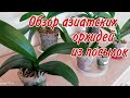 Обзор Орхидей 2020. Азиатские орхидеи из посылок спустя время./Orchid Orchids