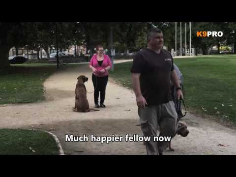 Video: Familiale Shar-Pei-koorts