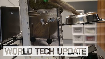 A monkey controls a wheelchair with its brain