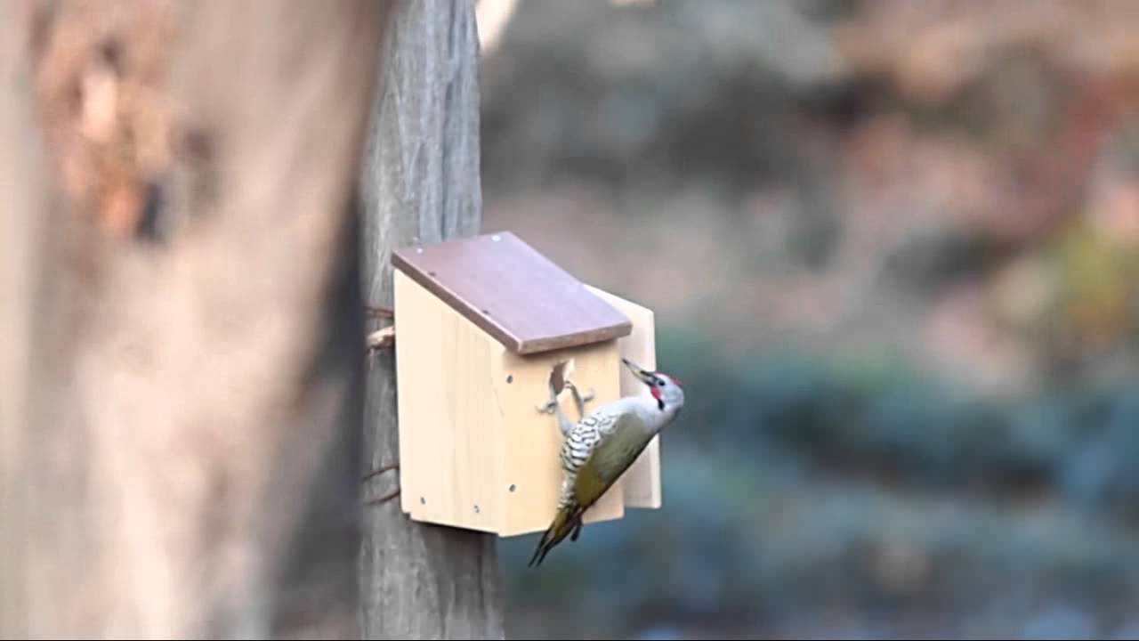 小さすぎる巣穴