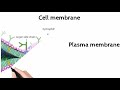 Cell membrane by M.r K