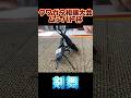 第17回ムシバト杯　シェンクリングオオクワガタVSシェンクリングオオクワガタ　 #shortvideo #クワガタ #ムシキング