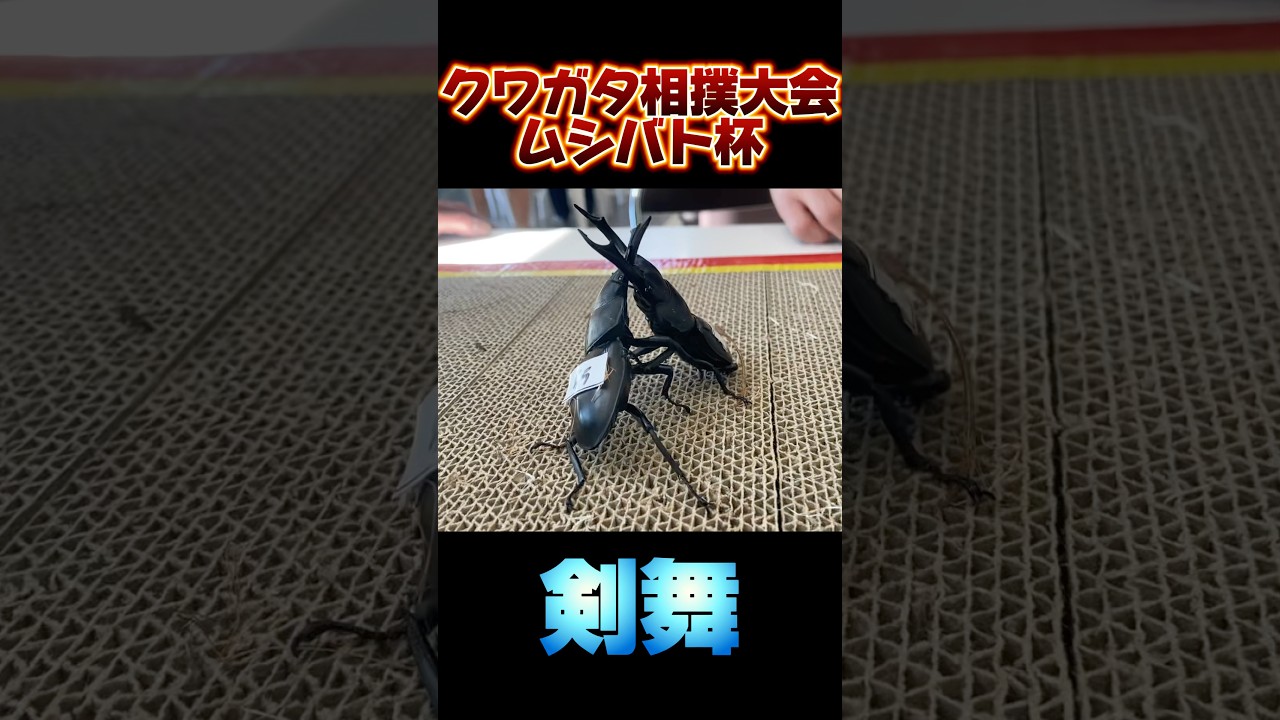 第17回ムシバト杯　シェンクリングオオクワガタVSシェンクリングオオクワガタ　 #shortvideo #クワガタ #ムシキング