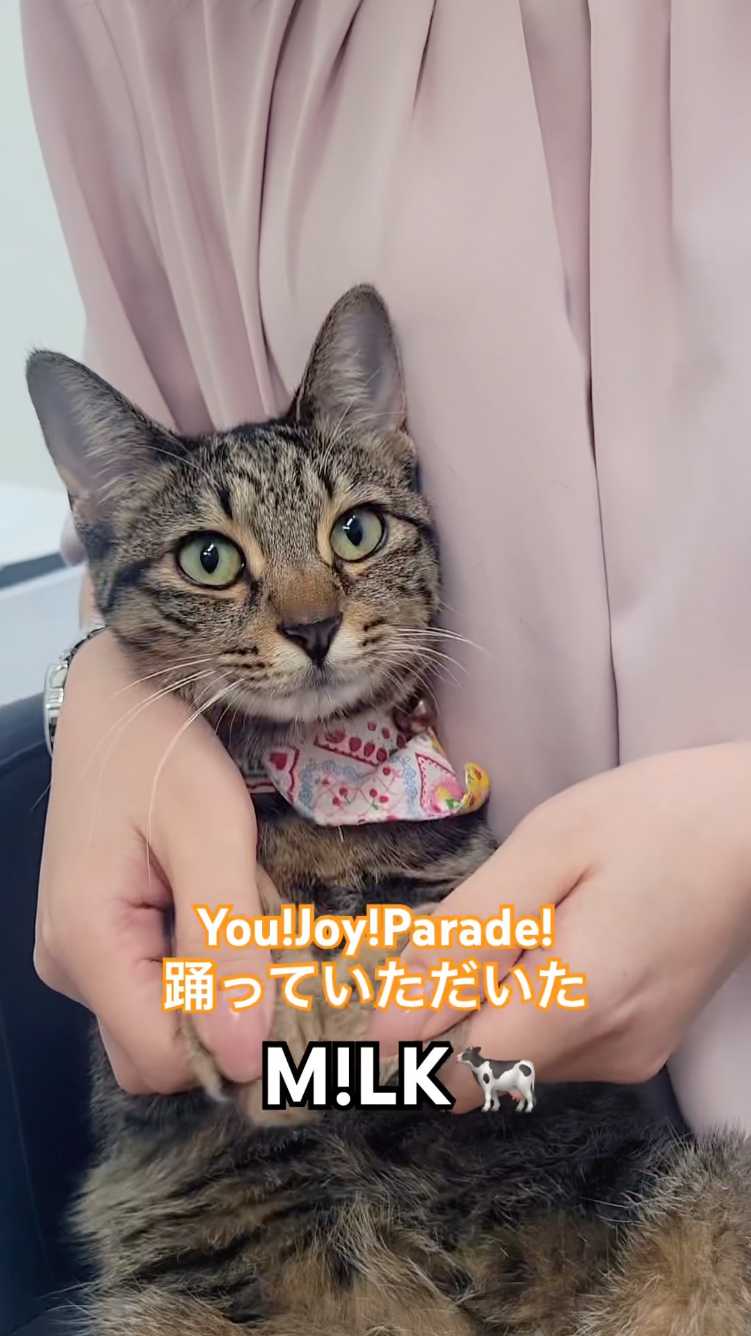 ねこ M!LK CD まとめ売り（デビュー前SGコンプ、サイン入りあり） ねこ M!LK CD まとめ売り（デビュー前SGコンプ、サイン入りあり） ねこ
