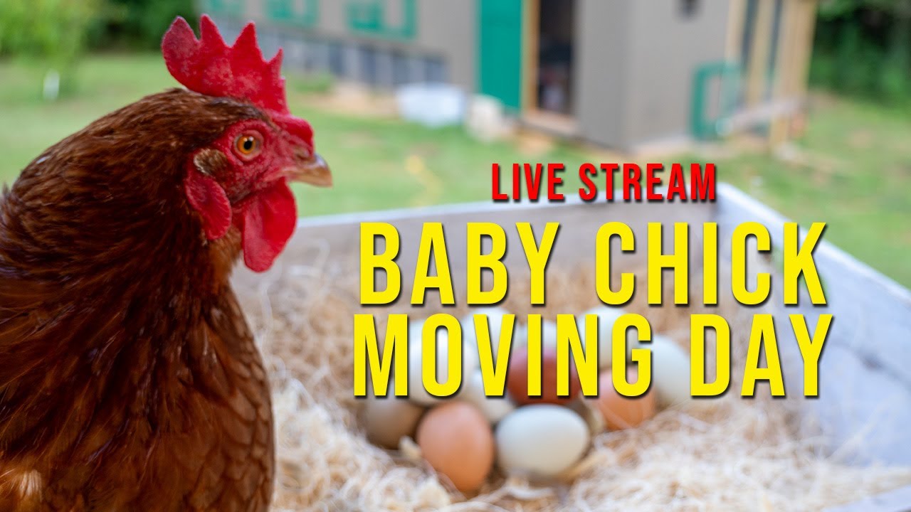 LIVE: Bantam Silkie Moving Day Can't Wait Any Longer! Chicks Outgrew Their Brooder  CHICKEN TALK