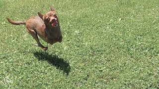 Dog Born With 2 Legs Loves His New Siblings | The Dodo Resimi