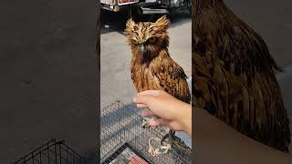 Buffy fish owl(ketupa ketupu) #owl #hewanunik  #burunghantu