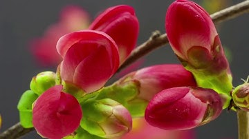 أذكار الصباح والمساء بصوت الأستاذ محمد الصبيحى