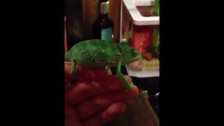 Chameleon Changing Colour