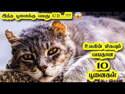 உலகின் மிகவும் வயதான 10 பூனைகள்  | Top 10 oldest cats in the world In Tamil