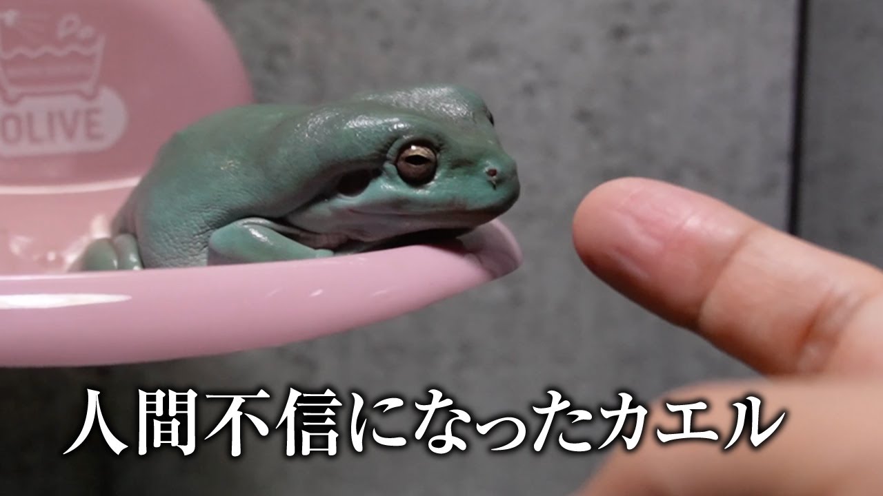 I want to regain my trust with my frog - YouTube