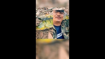 Săn cá Hoàng Đế tại Hồ Thác Bà phần 2 #Shorts