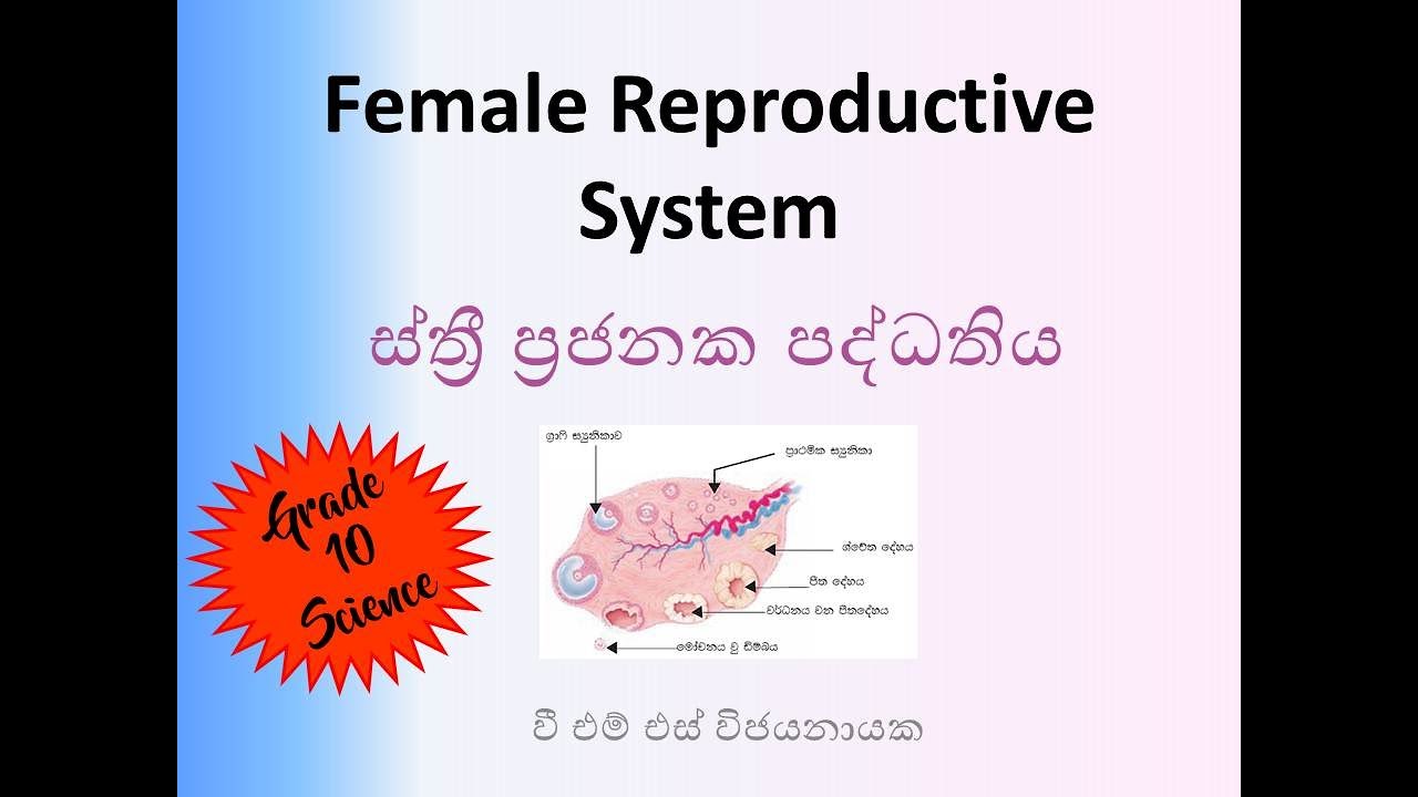 Human reproduction female reproductive system grade 10 science