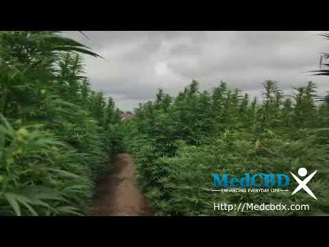 Nosara Cbd Gummies Update 2021 Safe For Health And Body