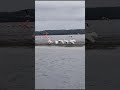 Pelícanos observando volar a los Flamingos