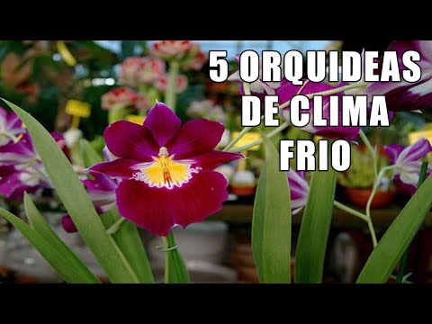 Video: Zona de cultivo de orquídeas 8: ¿Qué son las orquídeas resistentes al frío para el jardín?