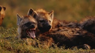 Grandes Documentales - Cazadores De África Supervivientes De La Llanura