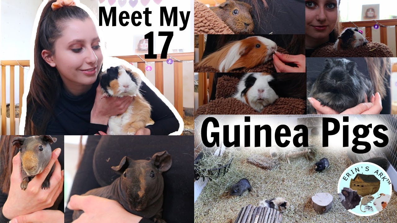 my pet guinea pig