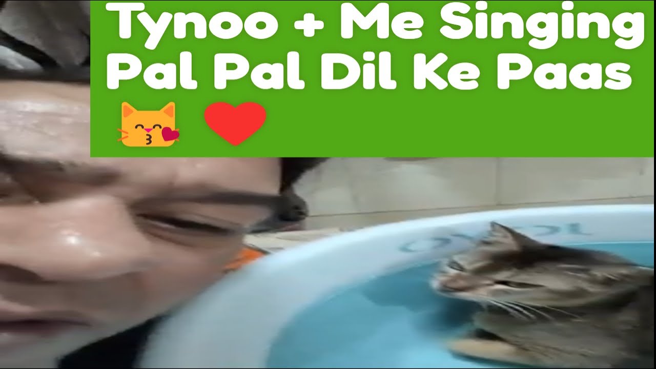 Stray Cat Whisperer 😻 | LIVE Singing & Care With Tynoo + Friends 🐾