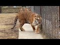Суматранская тигрица испугалась сама и ИСПУГАЛА ТИГРА ! Смотрим до конца !