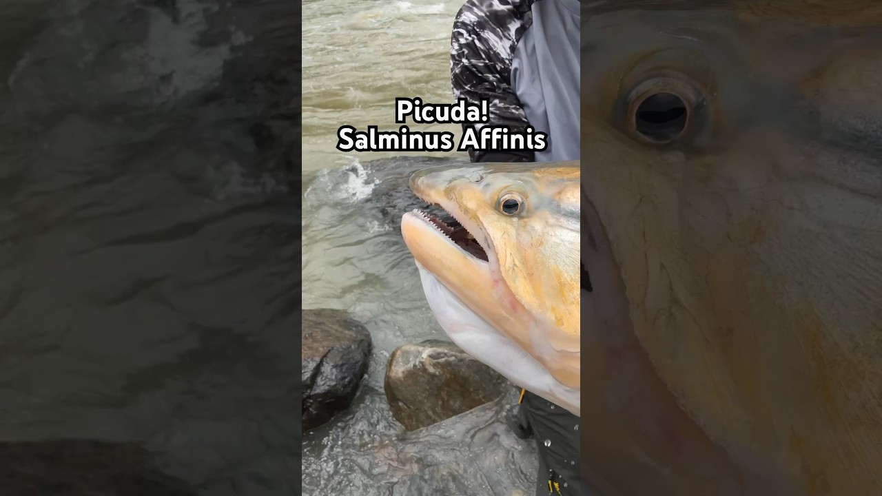 Picuda, El Dorado De Colombia!