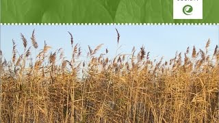 Non-Native Plants of New England