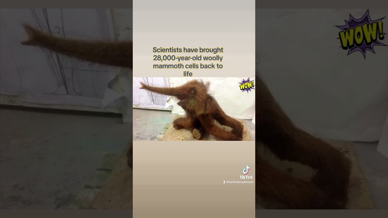 Watch Scientists have brought 28,000-year-old woolly mammoth cells back to life #viral #mammoth on YouTube Watch Scientists have brought 28,000-year-old woolly mammoth cells back to life #viral #mammoth on YouTube