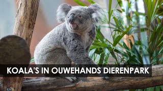 Bouw en opening van Koalia: nieuw koala-verblijf Ouwehands Dierenpark