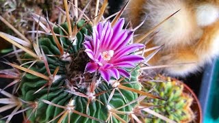 My Stenocactus multicostatus Cactus Plant in beautiful Flower