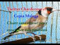 Twitter Chardonneret Copia Malaga Chant sans erreur pour enseigner aux poussins