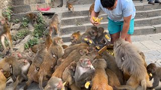 A lovely video of a monkey and a dog being feed