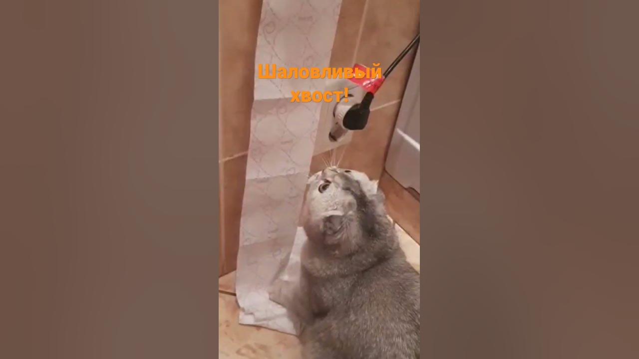 шаловливый хвост! - YouTube