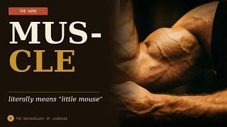 The Word MUSCLE Literally Means Little Mouse