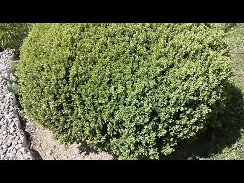 boxwood from 1 to 20 years old / самшит від 1 річного до 20 річного