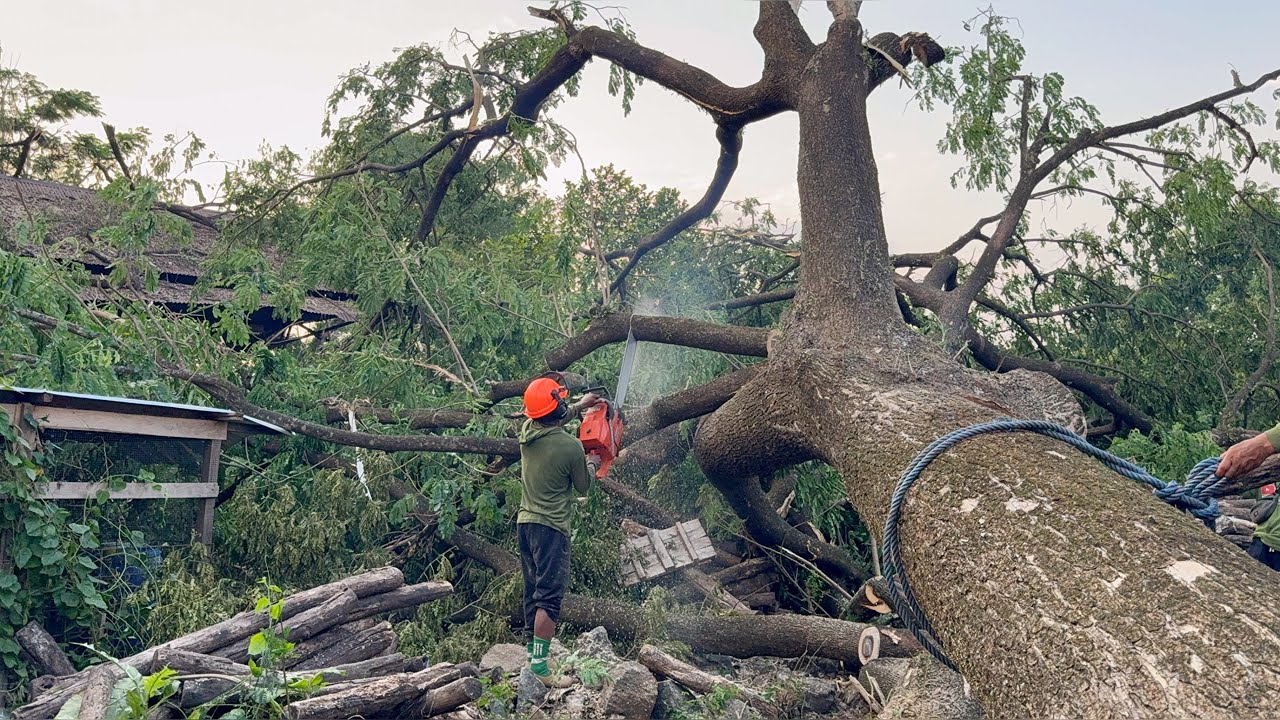 Complicated & full of risk‼️ Cutting down a tree on top of an old warehouse!