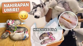 Emergency CS dahil sa 30 HOURS NA LABOR! (Husky Giving Birth to her last litter)