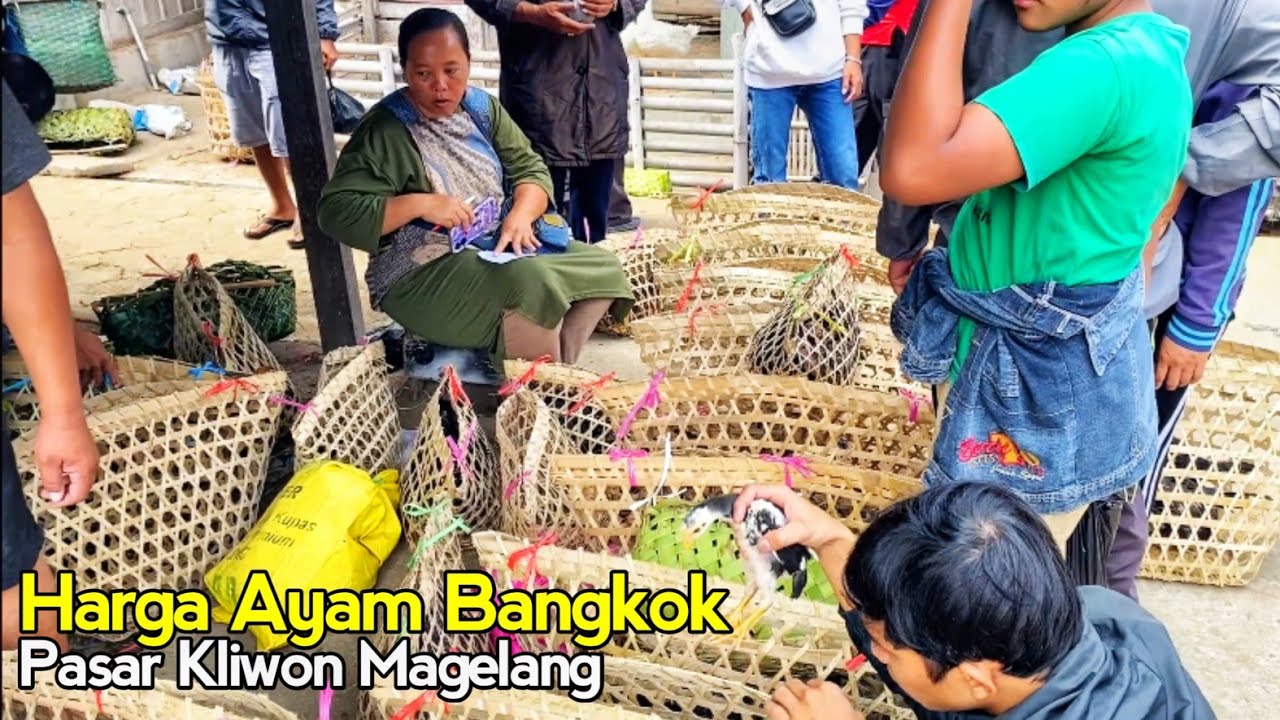Pasar Ayam Bangkok Harga Murah Ayam Bangkok  Entok Bebek Petelur Pasar Muntilan Magelang terbaru2025