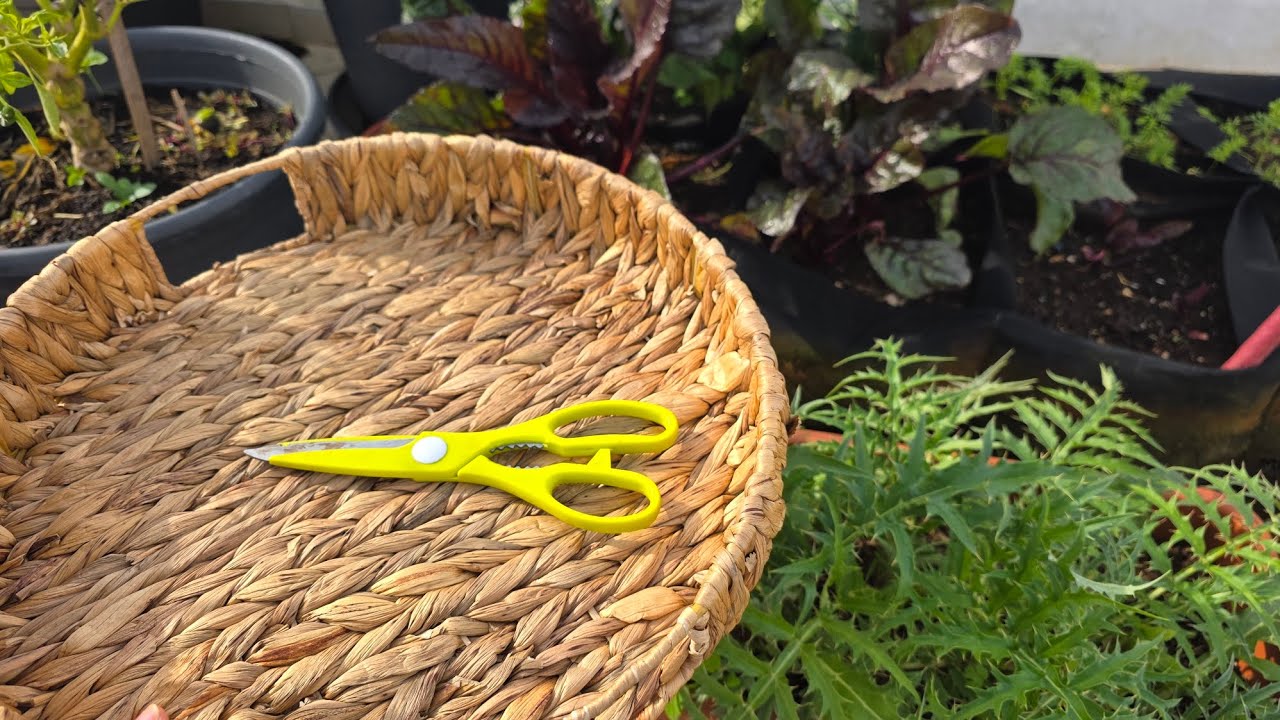 أجيو معايا نجنيو شوية الخضر الطرية من سطح الدار. دجنبر 2025