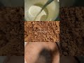 Cacao
