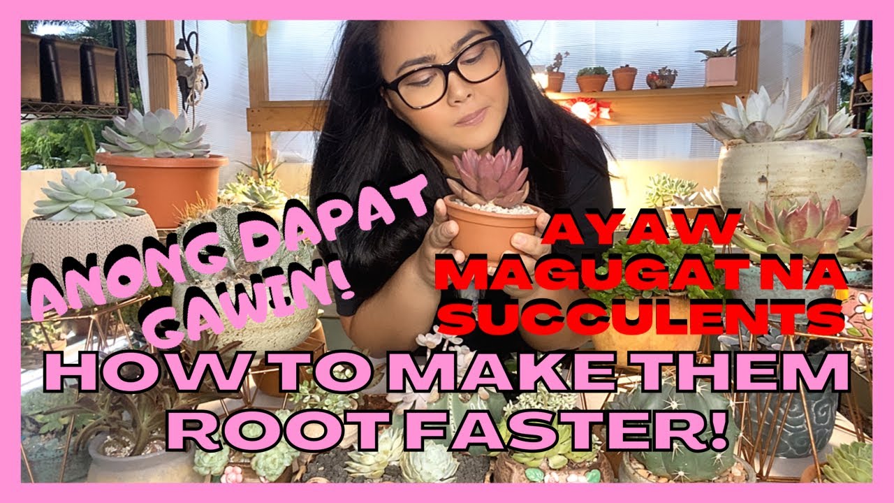 Mahirap bang mag-ugat succies mo? Here’s why and what to do!