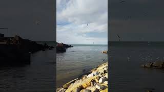 #shorts #keşfet #beğeni #tbt #view #video #izle #youtube #youtubeshorts #doğa #akçakoca #deniz