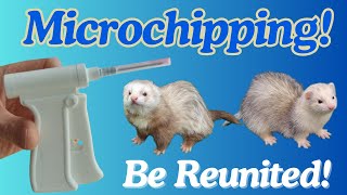 The Key to REUNITING Lost Ferrets: MICROCHIPPING Explained!
