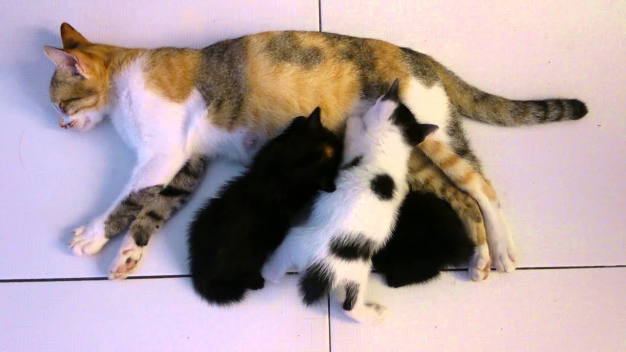 Anak kucing berebut minum susu - YouTube