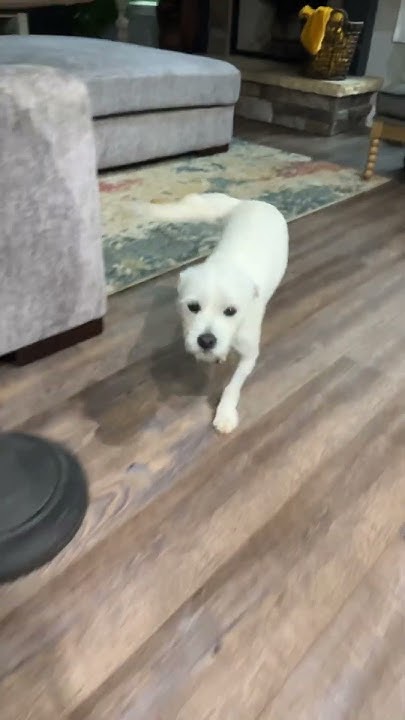 i-swear-my-dog-follows-me-around-every-where-youtube
